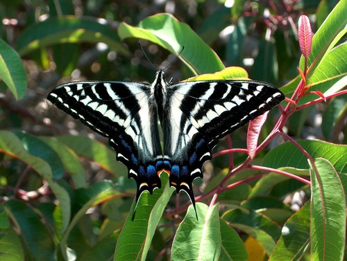 Pale Swallowtail