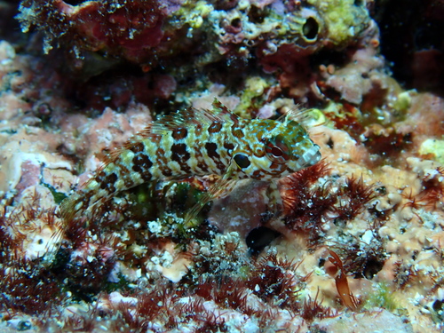 Branched labrisomid (Gobioclinus dendriticus) — Labrisomidae — 2