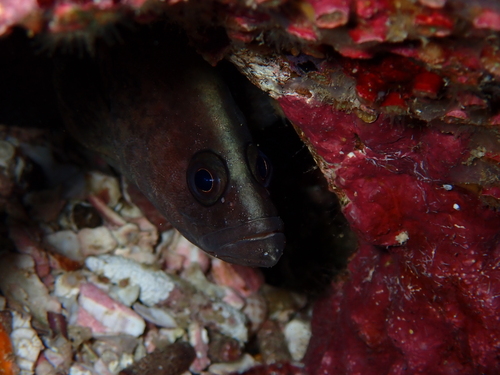 Blackfin soapfish (Rypticus nigripinnis) — Serranidae — 4