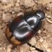 Crescent Water Scavenger Beetle - Photo (c) zmrdk, some rights reserved (CC BY-NC), uploaded by zmrdk