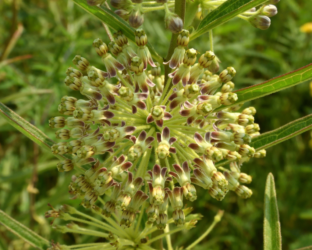 tall green milkweed from Adams County, OH, USA on August 19, 2023 at 02 ...