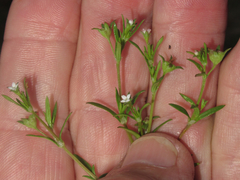 Houstonia parviflora