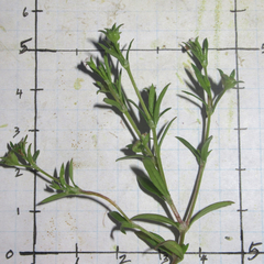 Houstonia parviflora