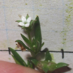 Houstonia parviflora