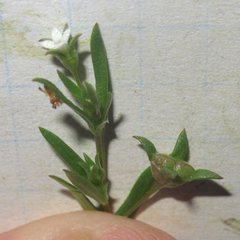 Houstonia parviflora