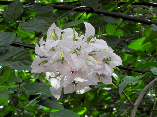Foto de Primavera