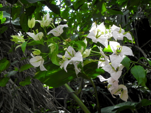 Foto de Primavera