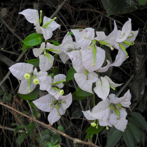 Foto de Primavera