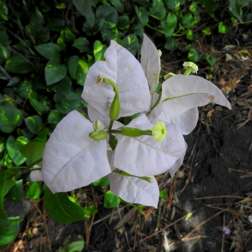 Foto de Primavera