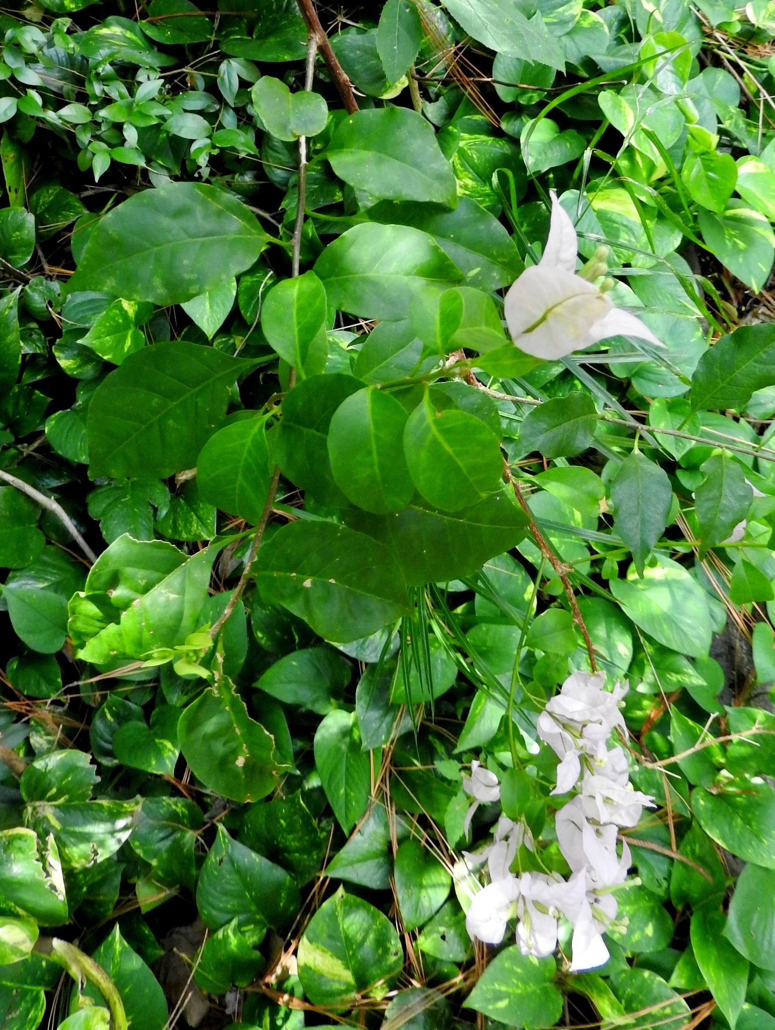 Imagem de Primavera