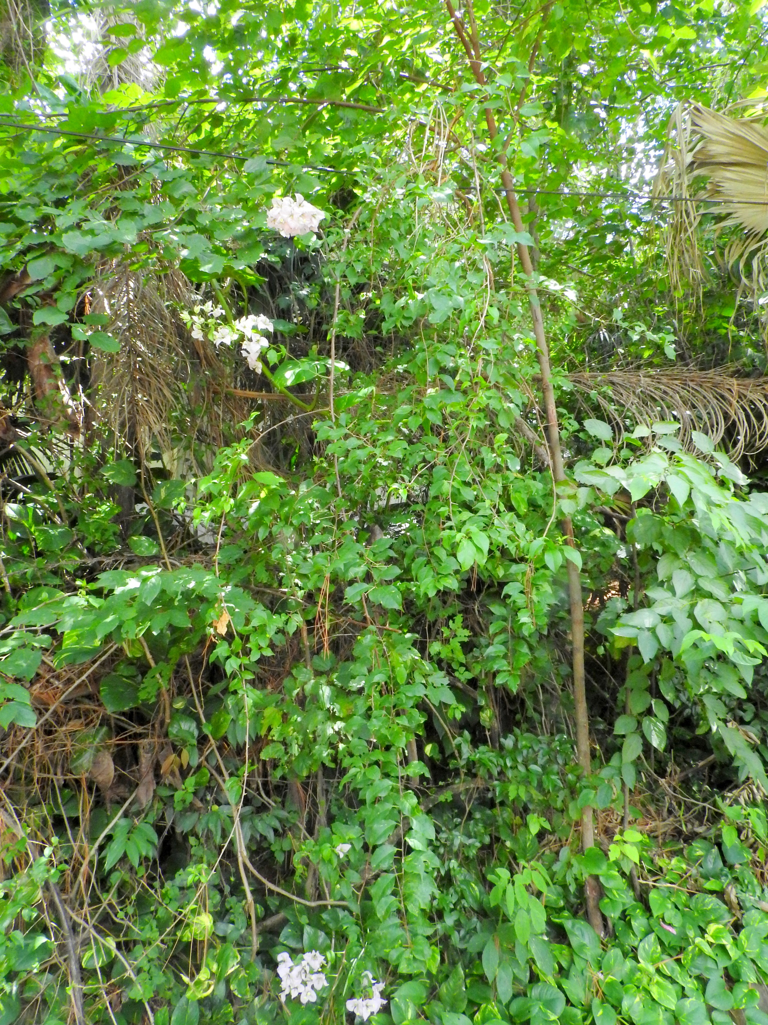 Imagem de Primavera