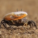 Orange-clawed Fiddler Crab - Photo (c) Christian Perrin, some rights reserved (CC BY-NC), uploaded by Christian Perrin