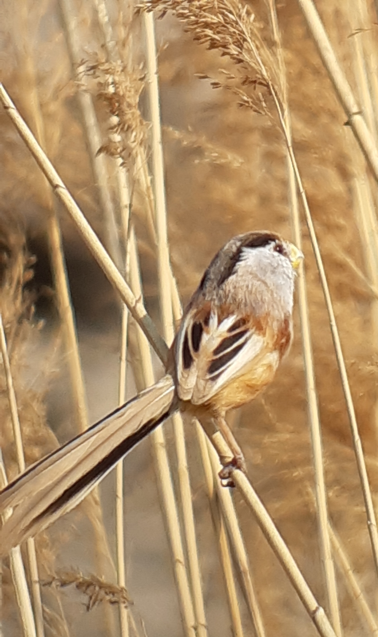 Reed Parrotbill