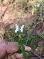 Leucas glabrata