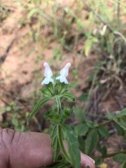 Leucas glabrata