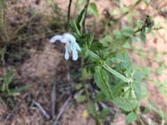 Leucas glabrata