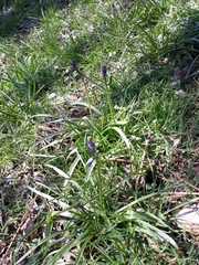 Hyacinthoides non-scripta