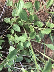 Leucas glabrata