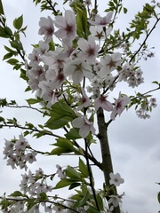 Cerasus