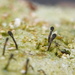 Phaeocalicium polyporaeum - Photo (c) Hans Ritter, algunos derechos reservados (CC BY-NC), subido por Hans Ritter