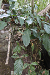 Philodendron mexicanum, photograph (c) Manuel Venegas Hernandez, some rights reserved (CC BY)