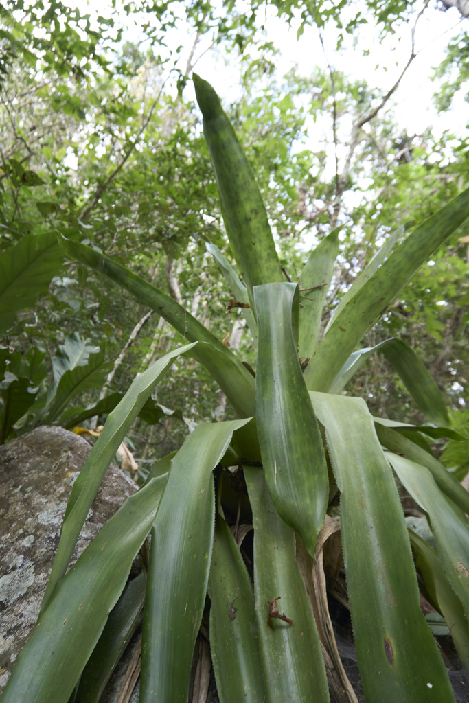 Aechmea novoae (Aechmea novoae)