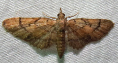 Eupithecia peckorum