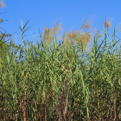 giant reed (Arundo donax)