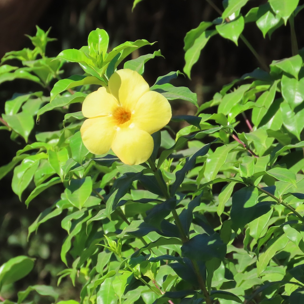 Imagem de Alamanda