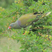 Pombos-Verdes - Photo (c) marajua, alguns direitos reservados (CC BY-NC)