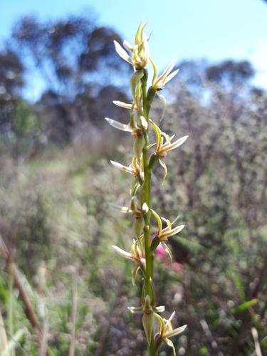 Image of Prasophyllum petilum by (c) Shelomi Doyle, some rights reserved (CC BY)