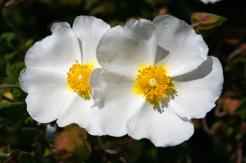 Montpellier Cistus