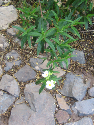 Montpellier Cistus