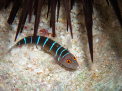 Ninelined Goby photo 3