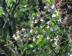 Oncidium cariniferum