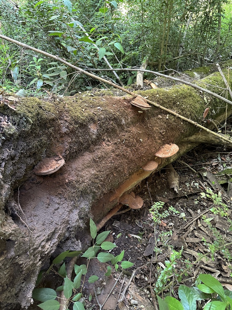 Ganoderma australe · January 2024 · photo: © nitsuga74 (iNaturalist, cc-by)