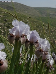 Iris lortetii