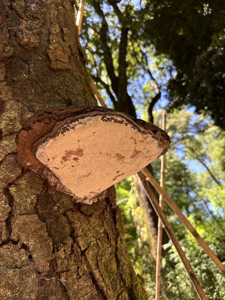 Ganoderma australe