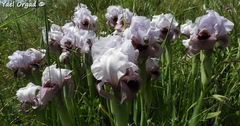 Iris lortetii