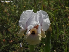 Iris lortetii
