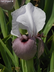 Iris lortetii