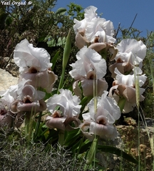 Iris lortetii