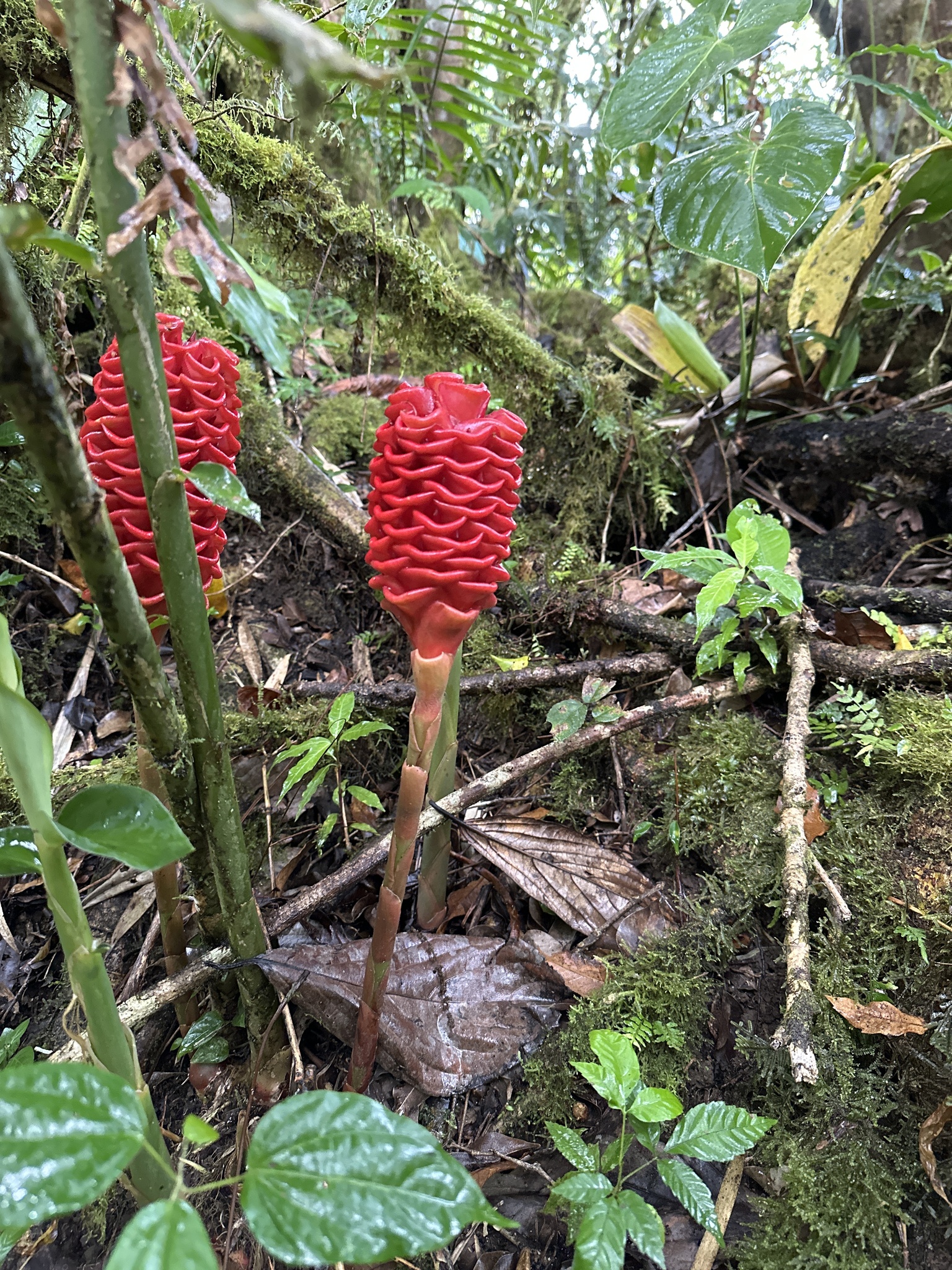 Imagem de Gengibre-concha