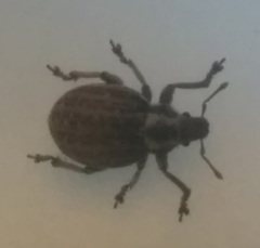 Philopedon plagiatum