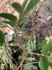 Indigofera astragalina