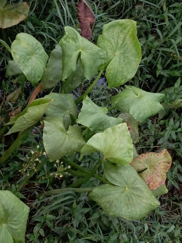 Foto de Amazônia