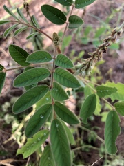 Indigofera astragalina