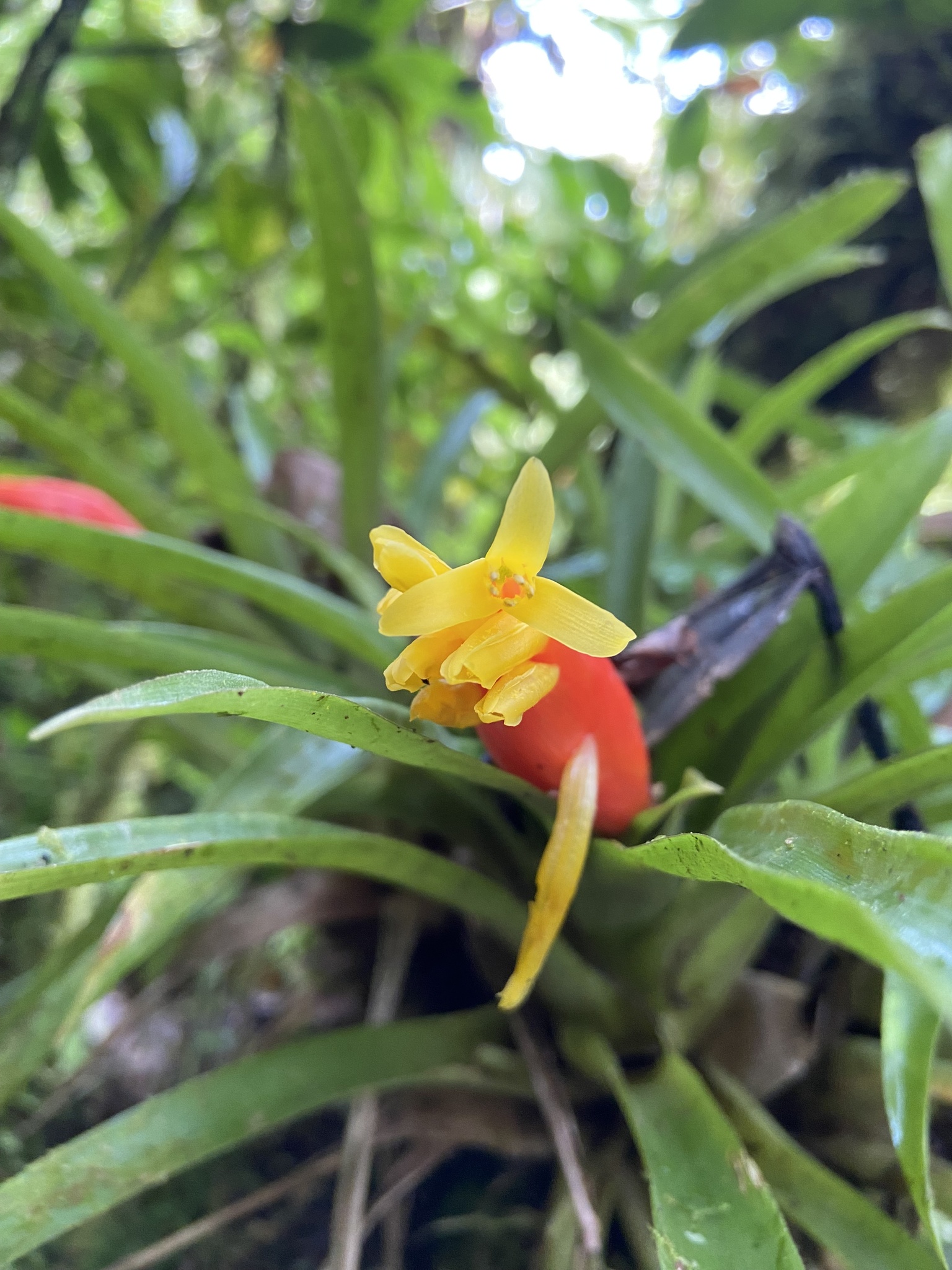 Imagem de Guzmania