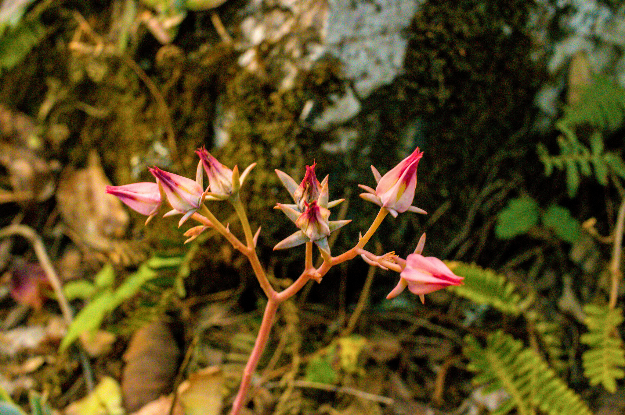 Imagem de Rosa-de-pedra