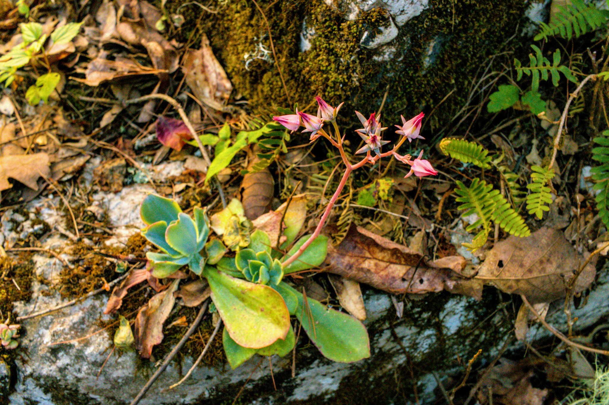 Imagem de Rosa-de-pedra
